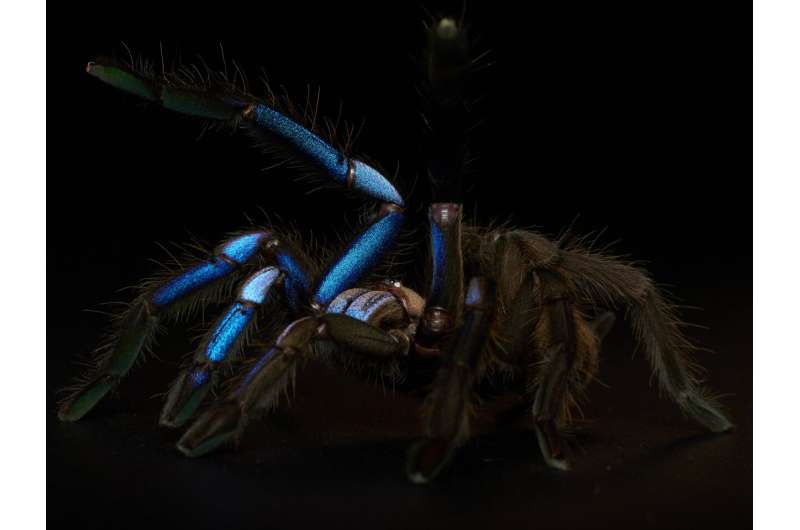Jewel of the forest: New electric blue tarantula species discovered in Thailand