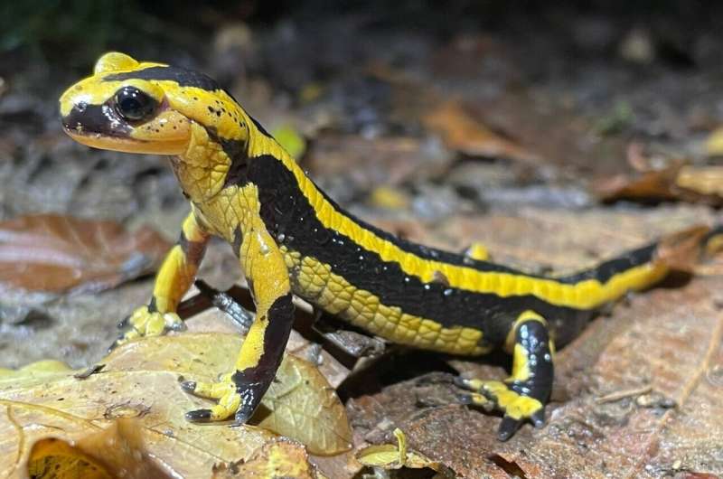 'Jumping genes' help fungus kill salamanders