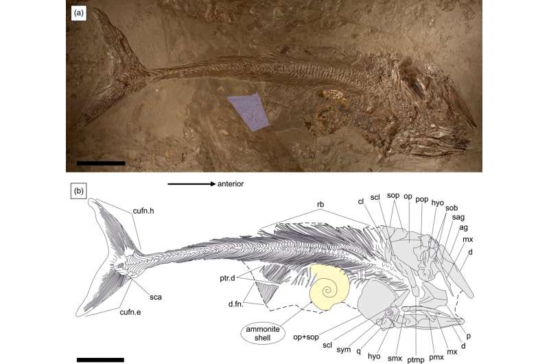 Jurassic era fish fossil found to have died from eating an overly large ammonite