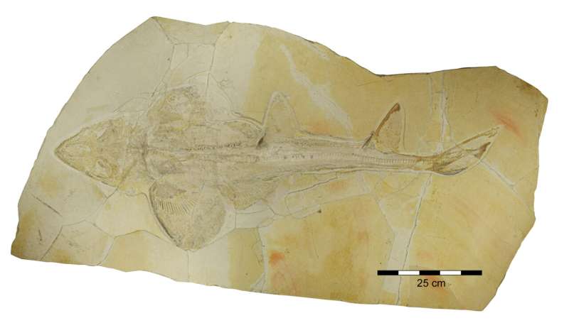 Jurassic shark – Shark from the Jurassic period was already highly evolved