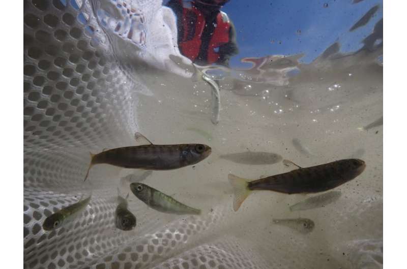 Juvenile salmon migration timing responds unpredictably to climate change