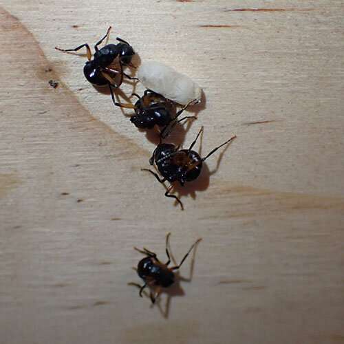 Kangaroo Island ants 'play dead' to avoid predators