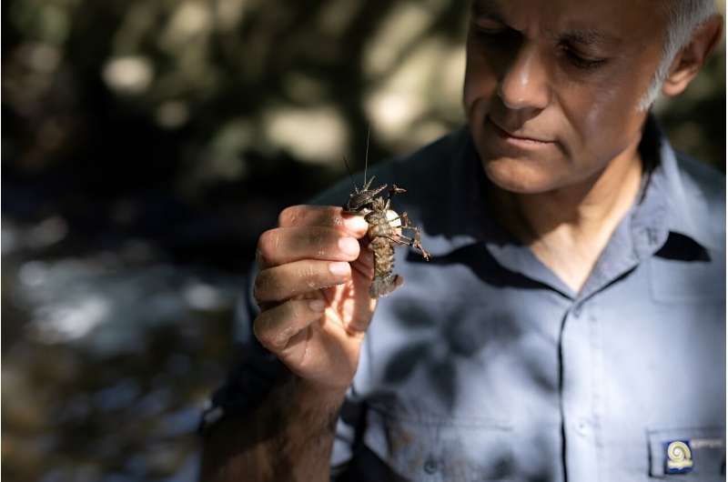 Karim Vahed, a professor of entomology, inspects a Signal crayfish
