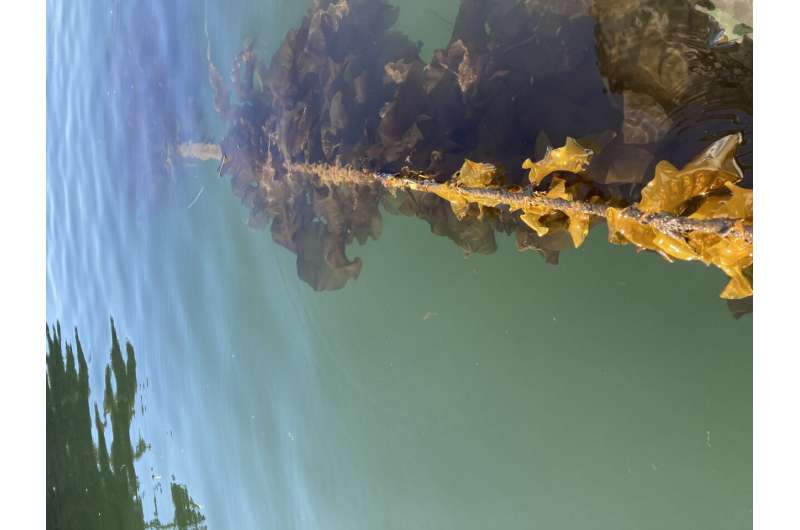 Kelp farms could help reduce coastal marine pollution