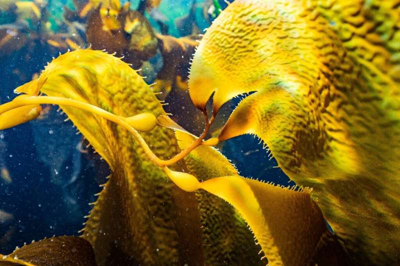Kelp forests can store huge amounts of carbon, making them crucial in the fight against climate change