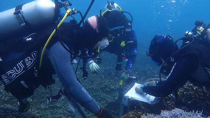 Keppel corals show resilience following severe bleaching