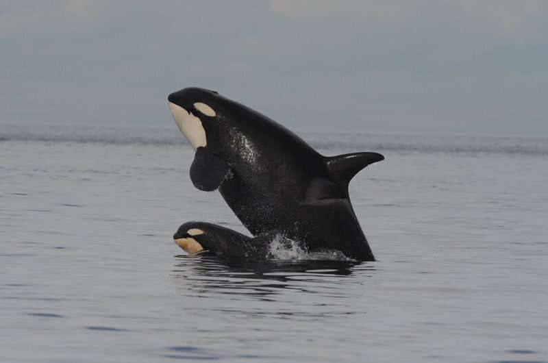 Killer whale moms forgo future offspring for benefit of full-grown sons