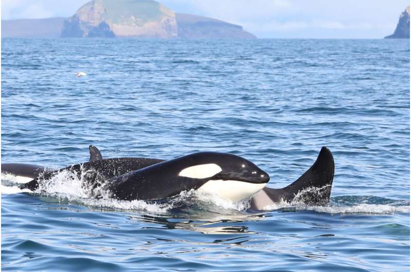 Killer whales' diet more important than location for pollutant exposure, study says