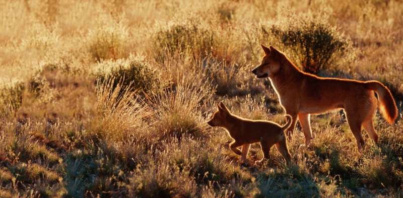 Killing dingoes is the one approach to defend livestock, proper? Nope