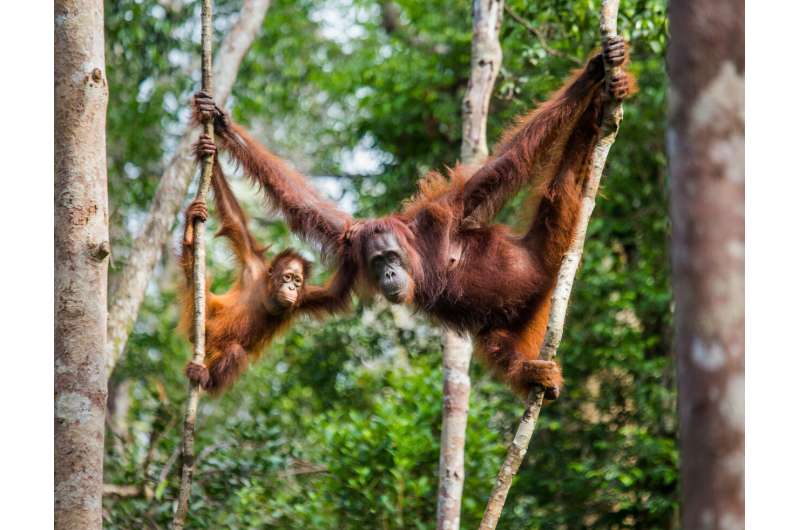 Killing remains a threat to Bornean orangutans