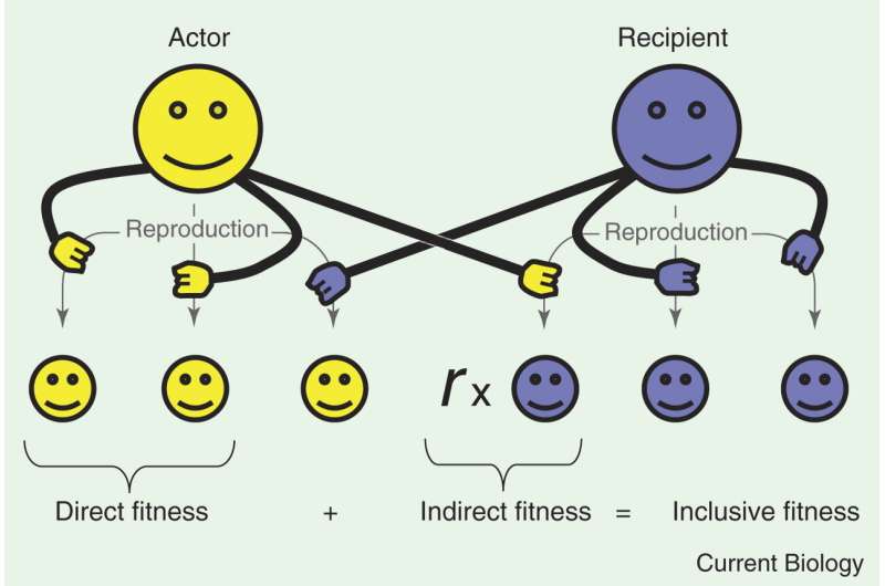 Kindness has persisted in a competitive world—cultural evolution can explain why