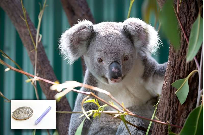 Koala need their booster shots too. Here's a way to beat chlamydia with just 1 capture and less trauma