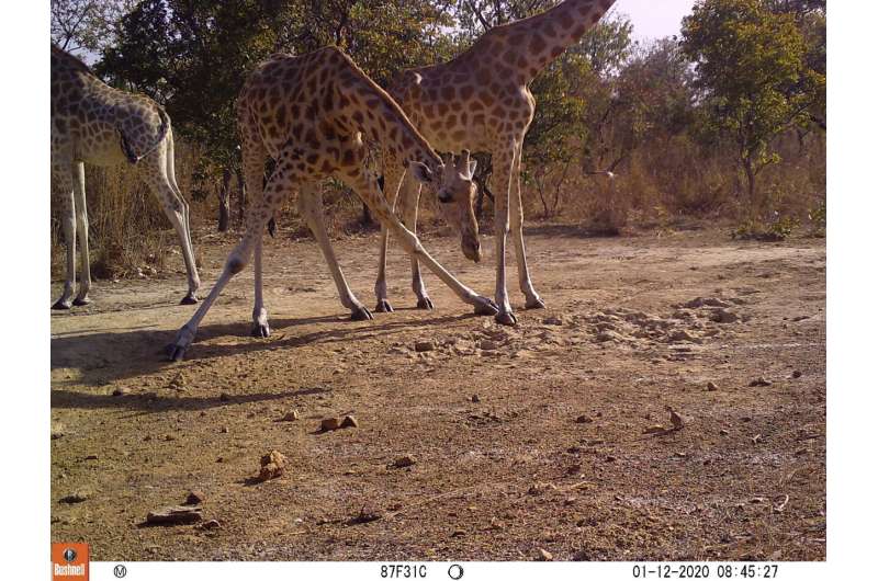 Kordofan giraffes face local extinction if poaching continues