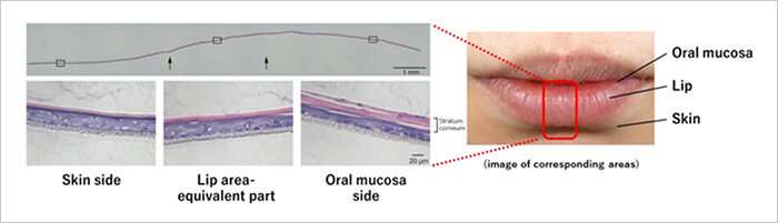 KOSÉ and Niigata University develop a three-dimensional epithelial model that reproduces the human lip area