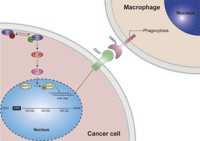 KRAS mutation promotes tumor evasion of innate immune surveillance in lung cancer