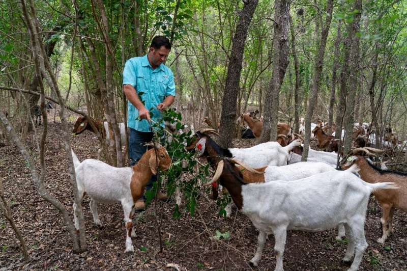 Kyle Carr, co-owner of Rent-a-Ruminant's Texas franchise, interacts with his herd of goats at the Brackenridge Park Conservancy 