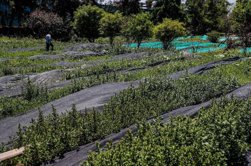 La Pintana's nursery, built on what used to be an unsightly landfill, yields some 100,000 plants of 400 different species every 