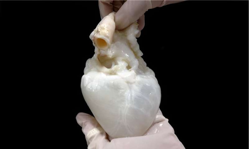 'Corações fantasmas' desenvolvidos em laboratório combinam um coração de porco limpo com células-tronco do próprio paciente