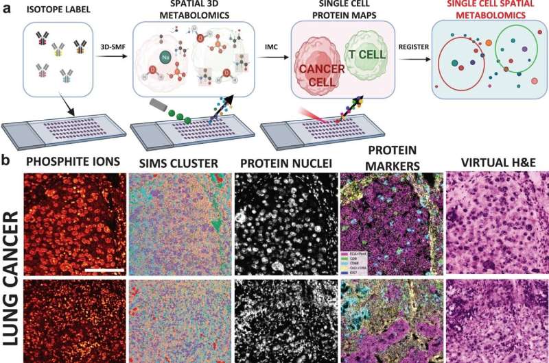 Lab pioneering new field of research: Single cell spatial metabolomics