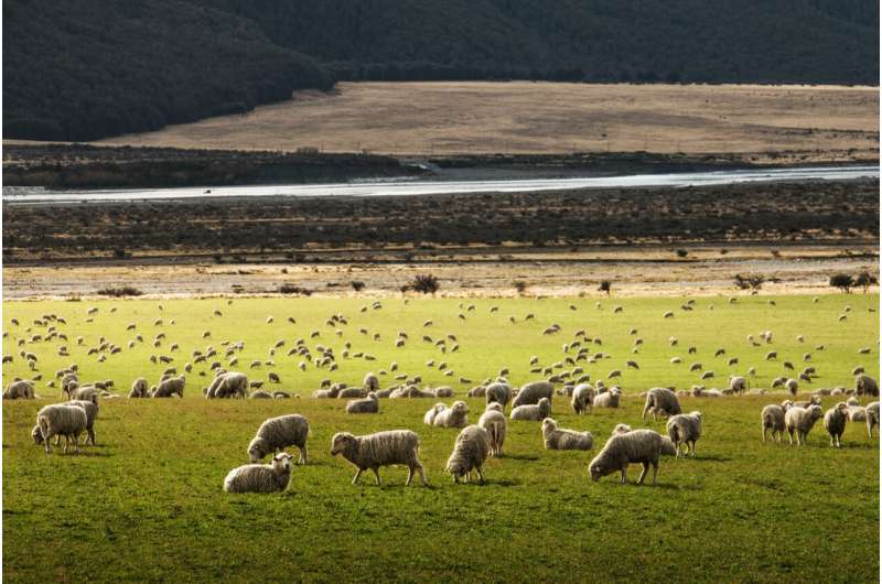 lambs in field
