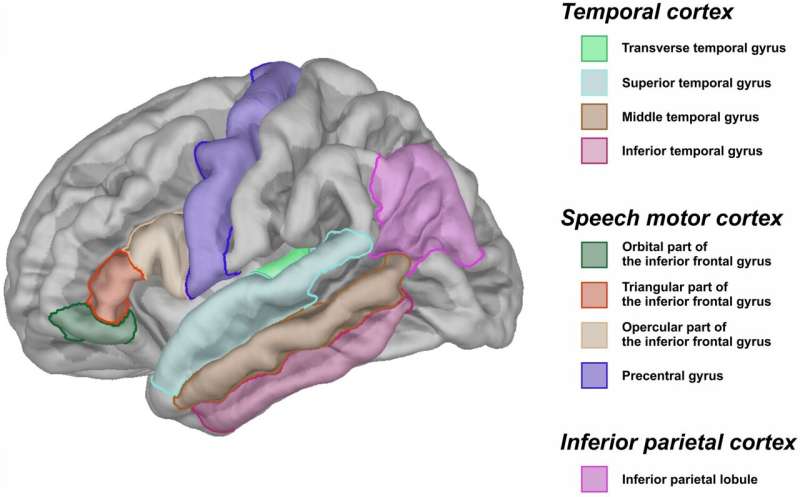 Language impairment in autism associated with gray matter volume