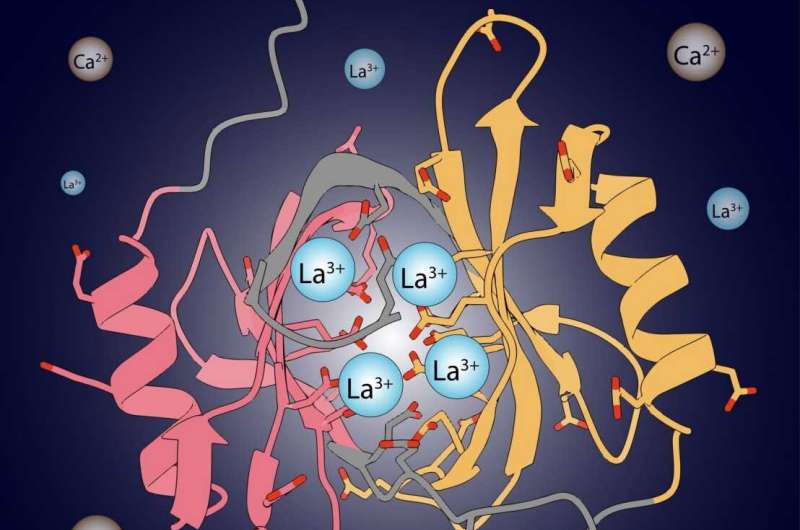 Lanpepsy is a novel protein that binds lanthanides with high specificity