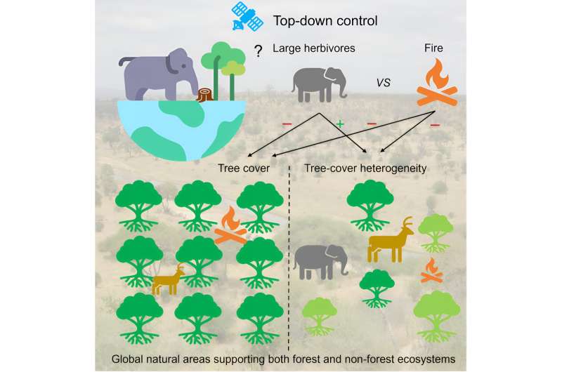 Large herbivores such as elephants, bison and moose contribute to tree diversity