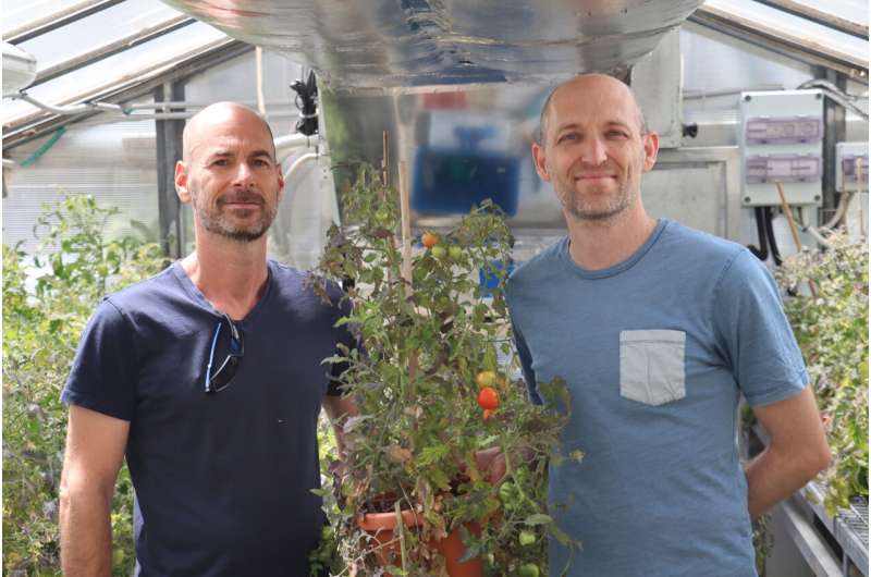 Large-scale genetic modification method reveals the role and properties of duplicated genes in plants