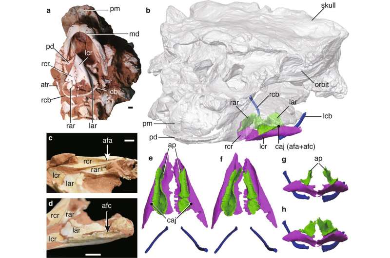 Larynx fossil suggests dinosaur may have been capable of making bird-like calls