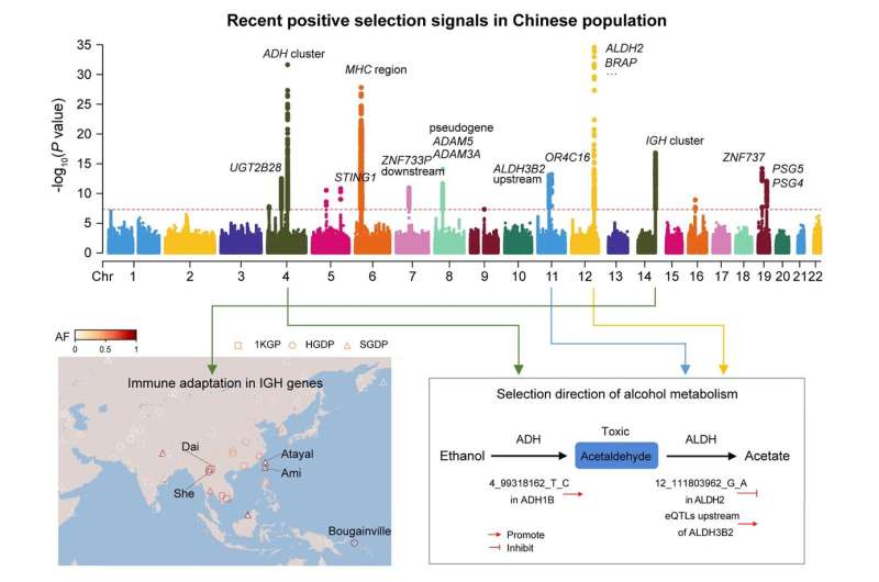 Latest findings of recent positive selections in the immunoglobulin heavy chain genes and alcohol metabolism-related genes in the Han Chinese population