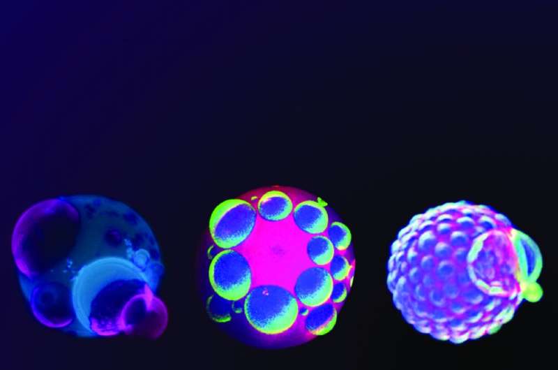 'Lava lamp' vesicles show how cells could self-organize