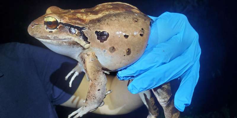 Leap in the dark—On a mission to rescue the Caribbean's biggest frog