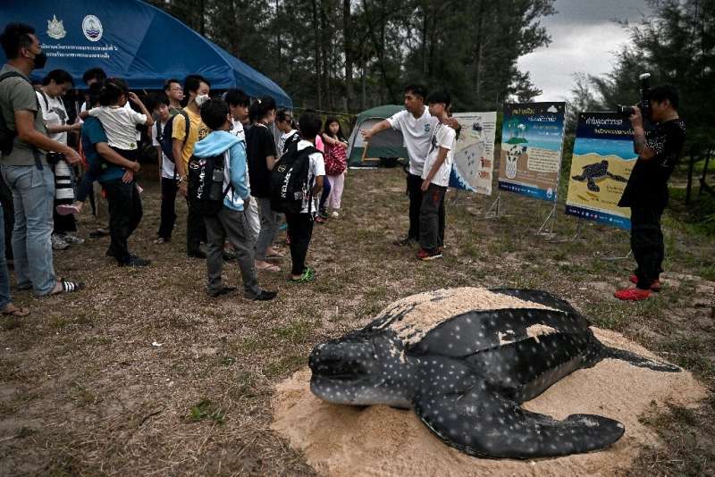 Leatherbacks are the world's largest sea turtle and a rarity in Thailand thanks to habitat loss, plastic pollution and consumpti