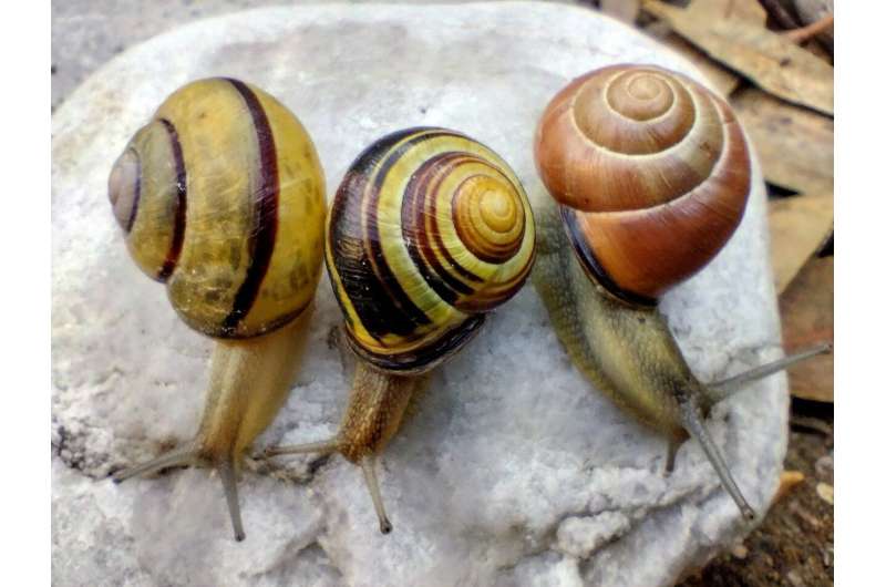 Left-coiling snail needed as mate for rare and unnamed snail