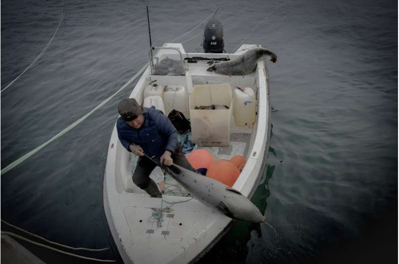 Legendary Greenland hunter Hjelmer Hammeken pulls a seal aboard in Ittoqqortoormiit harbour