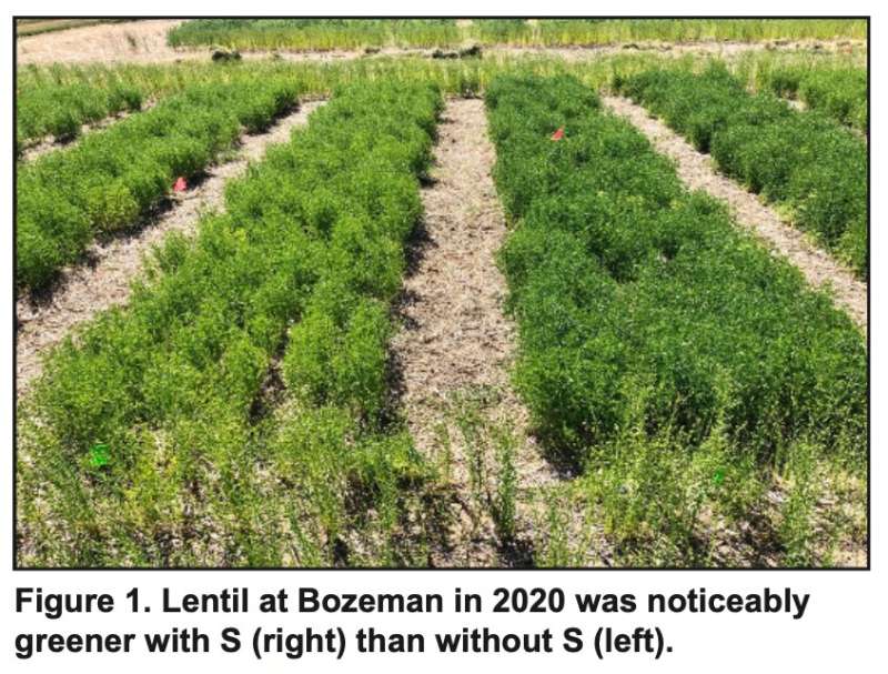 Lentil yield and nitrogen fixation response to inoculant and fertilizer