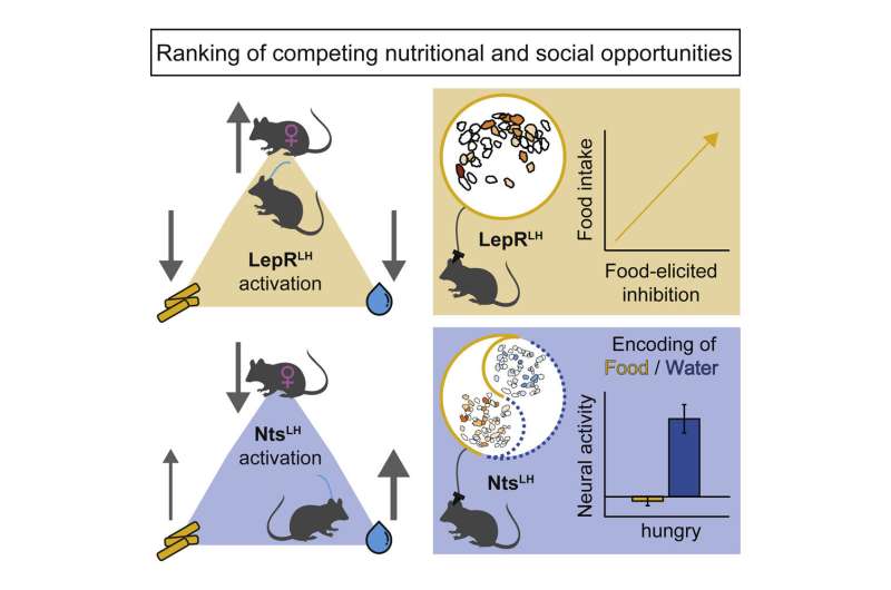 Leptin helps hungry mice choose sex over food