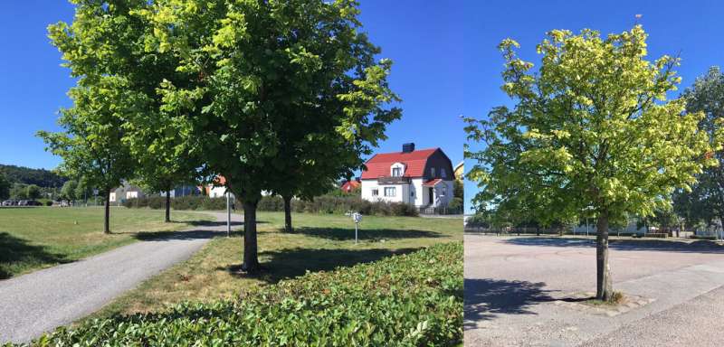 Less asphalt gives stronger trees in urban areas