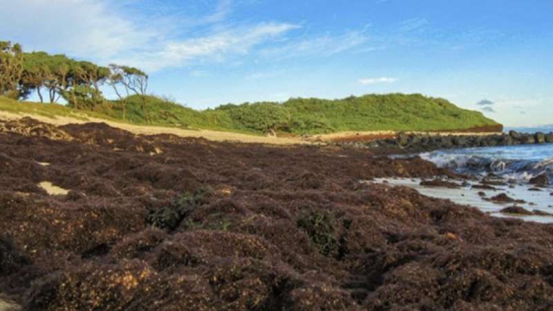 Less limu? Study looks at ways to protect native seaweed species