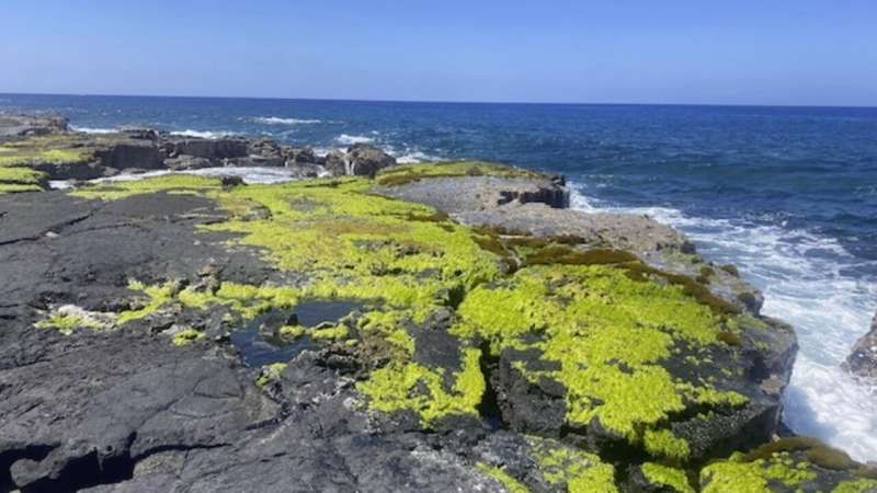 Less limu? Study looks at ways to protect native seaweed species