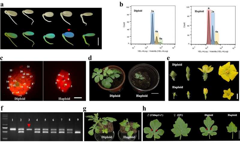 Li Yuan's group from Northwest A&F University has advanced the study of watermelon haploid induction
