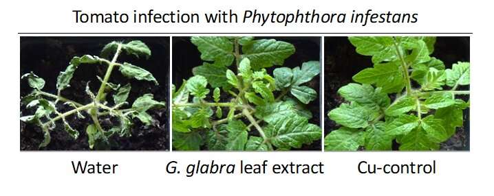 Licorice leaf extract is a promising plant protectant for conventional and organic agriculture