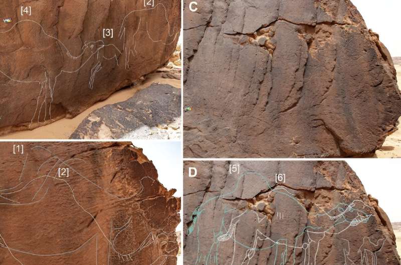 Lifesize images of extinct camel species found carved into stones in Saudi Arabia
