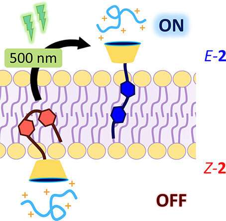 Light-controlled transport of biomolecules across the cell membrane