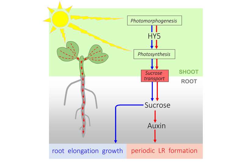 Light conveyed by the signal transmitting molecule sucrose controls growth of plant roots