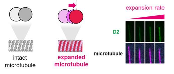 Like a flexible Lego railway track: How stable microtubules form within cells