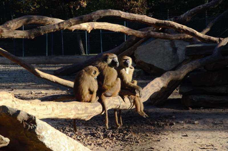 Like humans, baboons are strategic cooperators