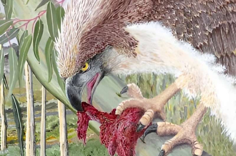 Like the phoenix, Australia's giant birds of prey rise again from limestone caves
