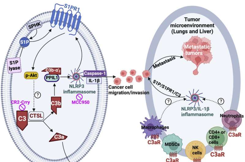 Link between sphingolipids and complement signaling may be key to stopping cancer metastasis
