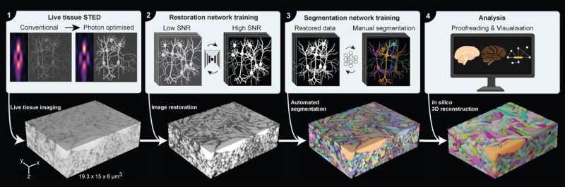 LIONESS redefines brain tissue imaging